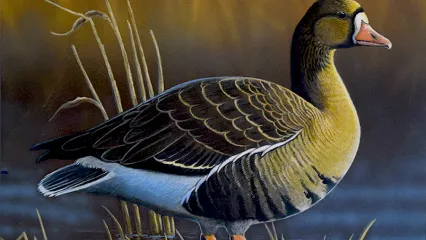 winning duck stamp ryan rickaby