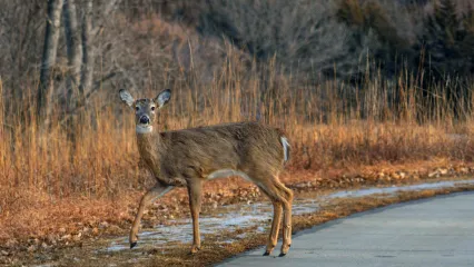 a deer is crossing a road