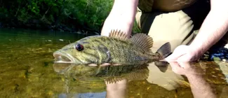Angler holding smallmouth bass in water.  Photo by Eric Brown RPS/2019