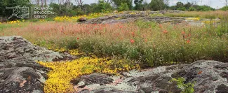 Field of native flowers.