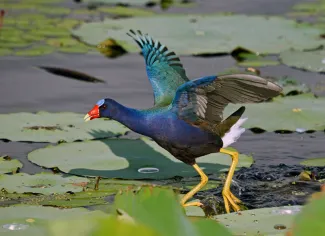 One of the birds participants of the 9th Annual Red Slough Birding Convention may spy is the colorful, but rare to Oklahoma, purple gallinule. (USDA Forest Service)