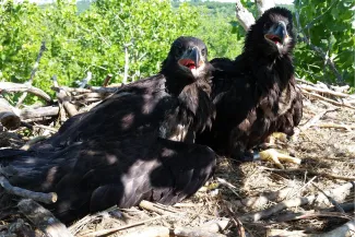 Juvenile bald eagles in nest.