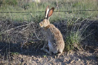 Black tailed jackrabbit. (JENA DONNELL/ODWC)