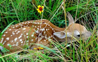This spring, many people will walk up on a fawn that appears to be alone. Biologists say it is best to resist the urge to help because adult animals are likely nearby.