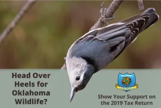 Support Oklahoma wildlife on your 2019 tax return