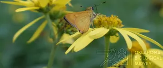 Pollinator resting on a flower