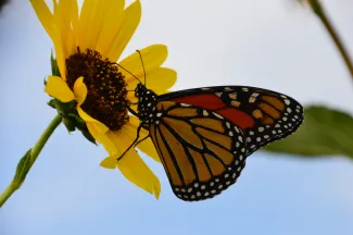 Monarch butterfly sitting on a flower