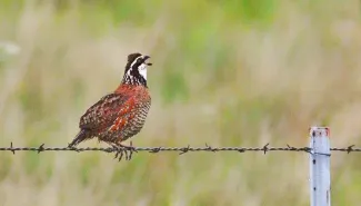 Quail on barbed wire fencing: Photo by Jeremy Matthew/2018 Readers' Photo Showcase