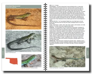 Six-lined racerunner