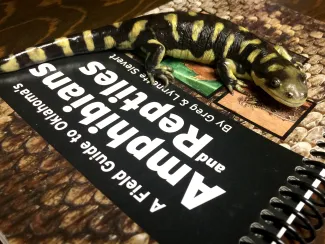 Amphibians and reptiles field guide cover 2017