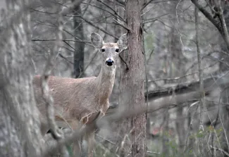 Deer gun hunting season will open Nov. 23, and the state's big game biologist is urging hunters to harvest more antlerless deer this season to improve the white-tailed deer herd structure. (Vonda Barnett/2015 Readers' Photo Showcase)