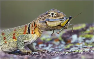  The eastern collared lizard – our state reptile – is one of 135 species represented in “A Field Guide to Oklahoma’s Amphibians and Reptiles." (George Williams/Reader’s Photography Showcase 2016)