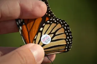 Monarchs visiting Hackberry Flat WMA will be tagged as part of the national citizen science project, "Monarch Watch." (Donnell/ODWC)