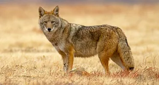 Coyotes may be harvested anytime during daylight hours by anyone with a hunting license, and they may be harvested at night with a free permit issued by a Game Warden from the Wildife Department. (Photo: David Strozdas/Readers' Photo Showcase 2019)