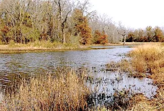 Water will not be pumped into the Deep Fork/Eufaula Wetland Development Unit this season in an effort to preserve standing timber for the future. (wildlifedepartment.com)