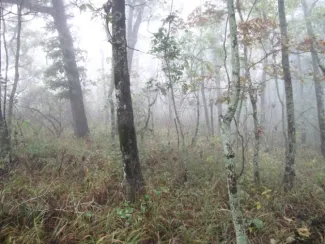 Montane Stunted Oak Woodland