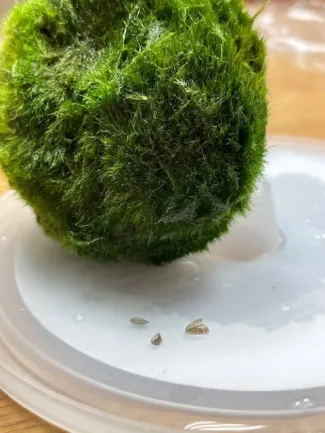 Moss ball and zebra mussels. Photo by Idaho Fish and Game.
