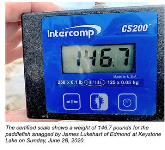 The certified scale shows a weight of 146.7 pounds for the paddlefish snagged by James Lukehart of Edmond at Keystone Lake on Sunday, June 28, 2020.