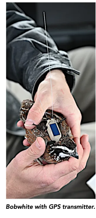 Bobwhite with GPS transmitter