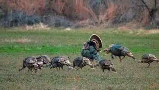 Gobbler activity is picking up ahead of Saturday's turkey hunting season opener across most of the state. (Matt Haney/Readers' Photo Showcase 2015)