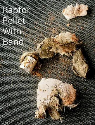 Raptor pellet with band