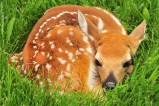 Deer fawn