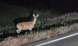 Motorists are urged to be especially vigilant during November when deer are in breeding season and more likely to be darting across roadways. (Tony Webster/CC-BYSA2)