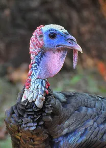 Wild Turkey