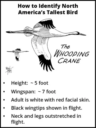 How to identify a whooping crane