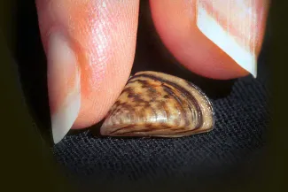 Zebra mussel