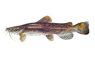 Flathead Catfish Sportfish ID