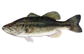 Largemouth Bass Sportfish ID