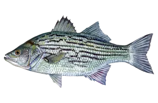 Striped Bass Hybrid Sportfish ID