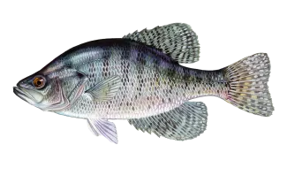 White Crappie Sportfish ID