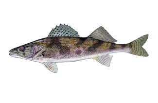 Sauger Sportfish ID