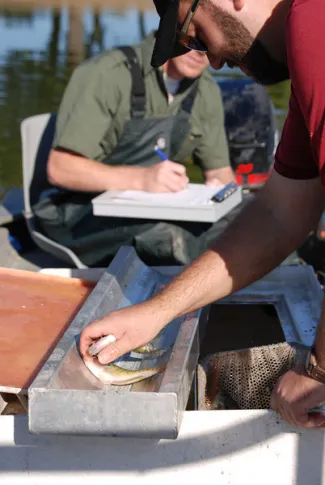 Biologist collect data on fish sampled from water.