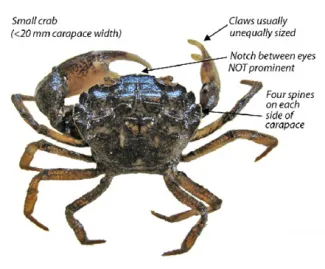 Harris Mud Crab ANS