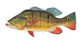 Peacock Bass ANS