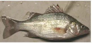 Aquatic Nuisance Species (ANS) | Oklahoma Department of Wildlife