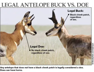 Legal Antelope Buck Vs Doe, Any antelope that does not have a black cheek patch is legally considered a doe.  Does can have horns.