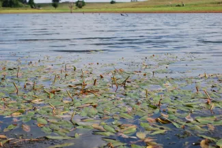 Pond with aquatic vegetation on the surface.
