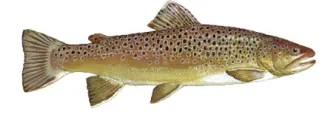 Brown trout for regulations.
