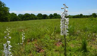 Oklahoma Ecological Mapping System