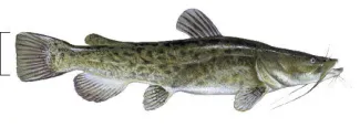 Flathead catfish with tail fin mark.