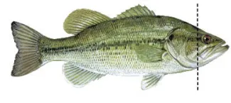 Largemouth Bass with jaw hinge marked.