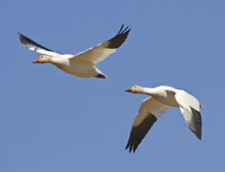 Geese in flight.