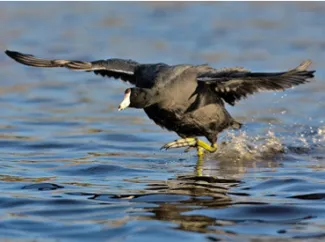 Coot over water.