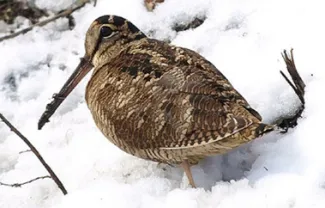 Woodcock in snow.