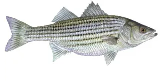 Striped bass hybrid for regulations.