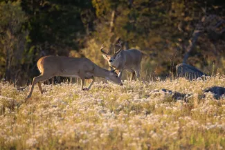 Whitetail buck and doe in field.  Photo by Jeremiah Z.